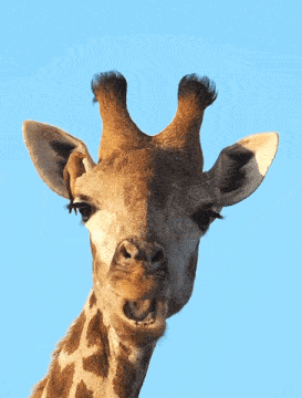 Giraffe Eating GIF - Giraffe Eating Chewing GIFs