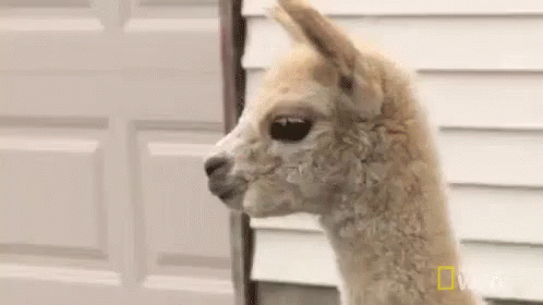 What? GIF - What Dr Pol Nat Geo GIFs