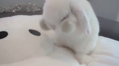 Bunny Self Cleaning GIF - Bunny Self Cleaning Cute Bunny GIFs
