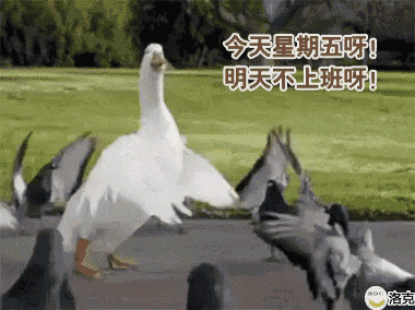 a picture of a duck and pigeons with chinese writing