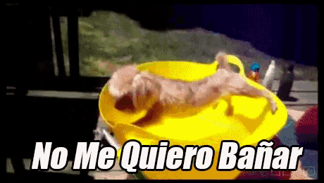 a dog is laying in a yellow bucket with the words no me quiero bañar written above it