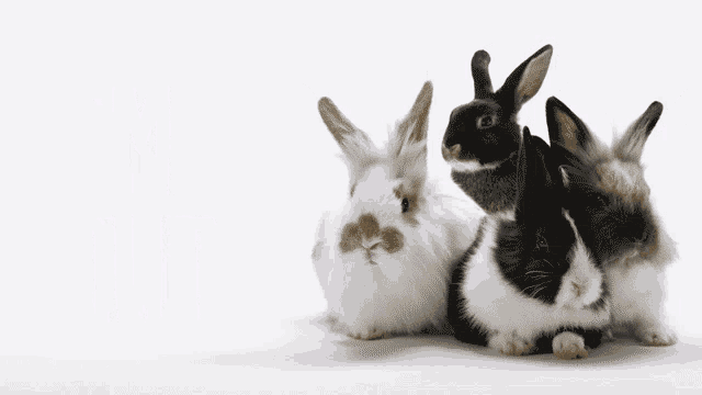 three rabbits are sitting next to each other with the words i 'm out in the background
