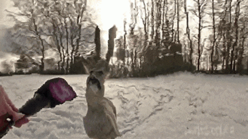 a person is talking to a deer in the snow while holding a microphone