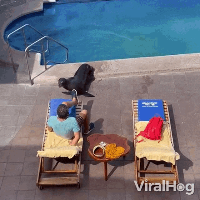 Get Out Of Here Viralhog GIF - Get Out Of Here Viralhog Sea Lion GIFs