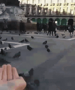 a flock of pigeons are flying over a street in front of a building