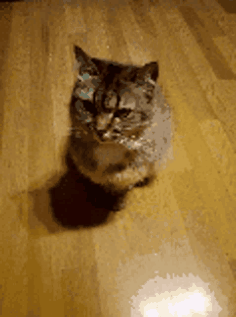 a cat is sitting on a wooden floor looking at the camera .