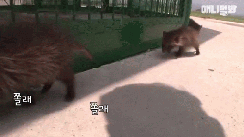 너구리 쫄래 쫄래쫄래 GIF - Raccoon Korean GIFs