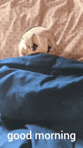 a picture of a stuffed animal laying under a blue blanket with the words " good morning " above it