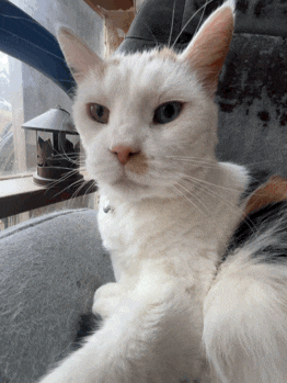 a white cat sitting on a chair looking at the camera