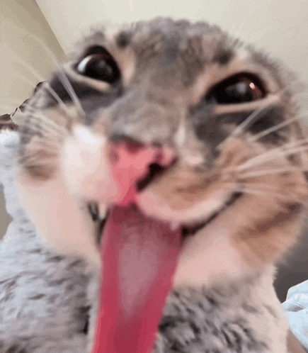 a close up of a cat 's face with its tongue hanging out