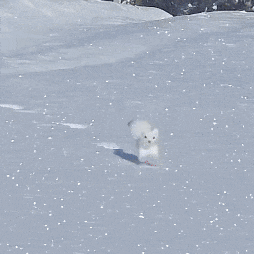 a person is skiing down a snowy hill