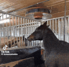 a horse standing in a stable with a fan hanging from the ceiling ..