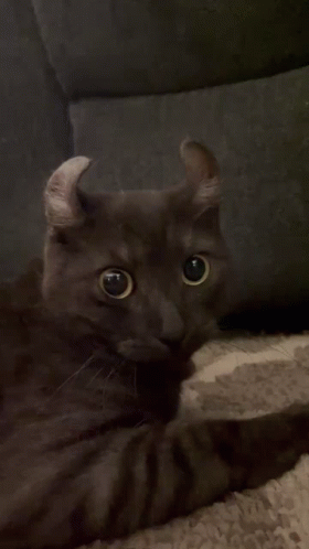 Cat Meevin GIF - Cat Meevin Shock GIFs