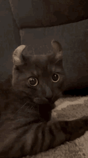 a cat is laying on its back on the floor