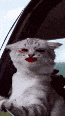 a white cat with red lipstick on its lips