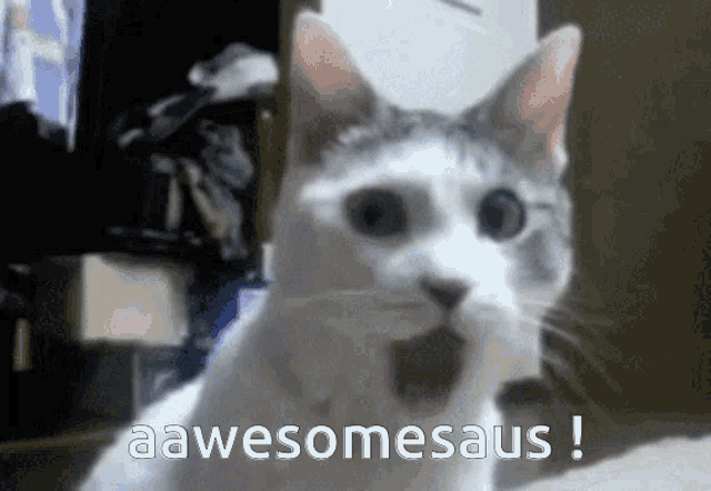 Awesomesaus Awesomesauce GIF - Awesomesaus Awesomesauce Awesome Cat GIFs