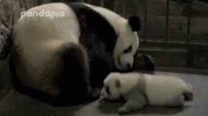 Panda Mother GIF - Panda Mother Love GIFs