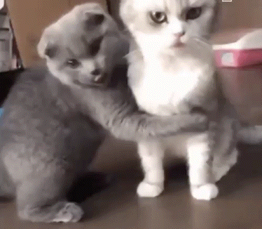 a gray cat is hugging a white cat on a wooden floor .