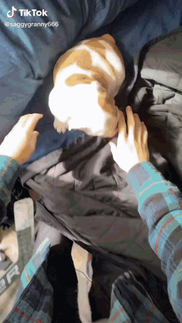 a dog is laying on a person 's lap with a tiktok written above it