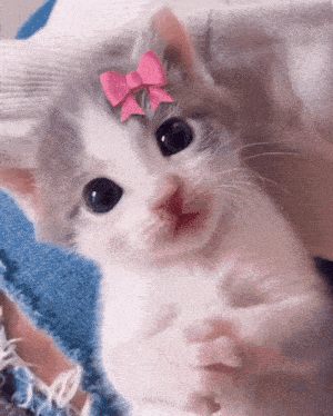 a kitten with a pink bow on it 's head
