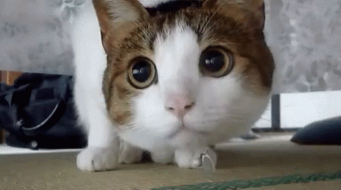 Funny Animals Funny Cats GIF - Funny Animals Funny Cats Cats GIFs