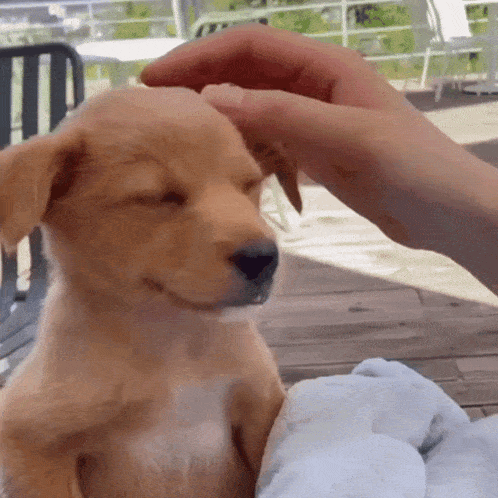 a person is petting a small brown dog with their eyes closed