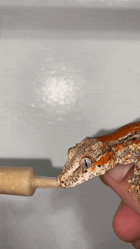 Gargoyle Gecko Lizard GIF - Gargoyle Gecko Gecko Lizard GIFs