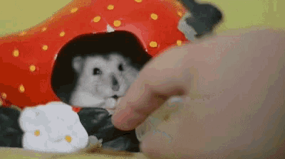 a hamster wearing a strawberry hat is being fed by a person