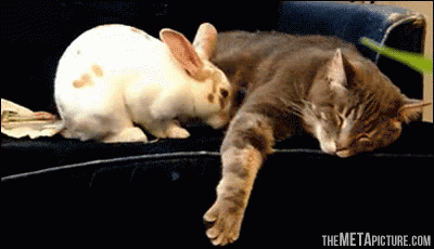 Cat Bunny GIF - Cat Bunny Sleep GIFs