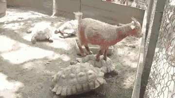 Surf The Turtle GIF - Goat GIFs