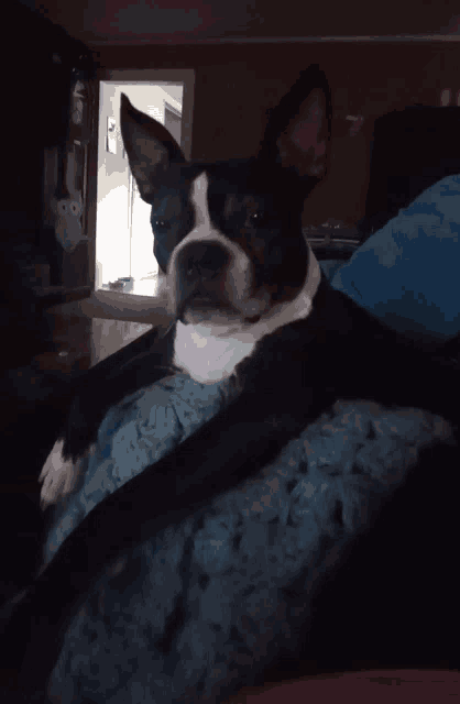 a black and white dog is laying on a blue pillow