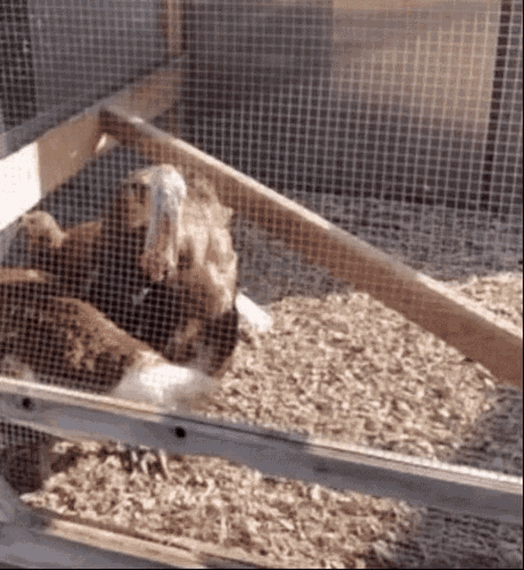 a turkey is standing in a cage with chickens behind a fence .
