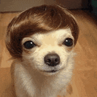 a small dog wearing a wig on its head is sitting on a wooden floor .