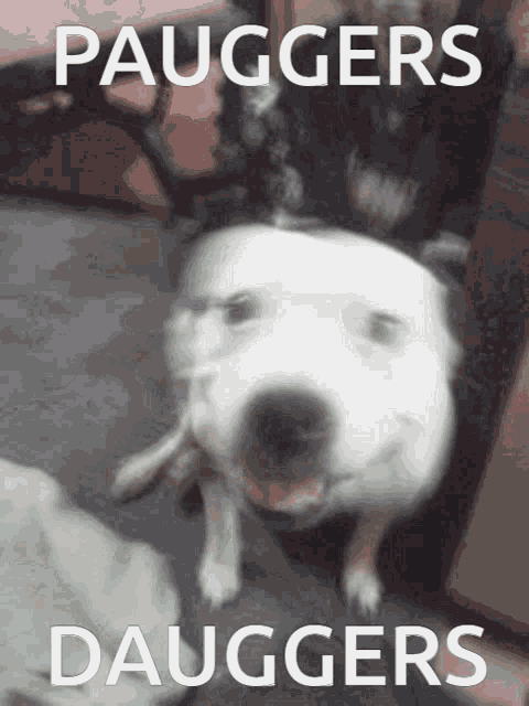 a picture of a dog with the words pauggers and dauggers written on it