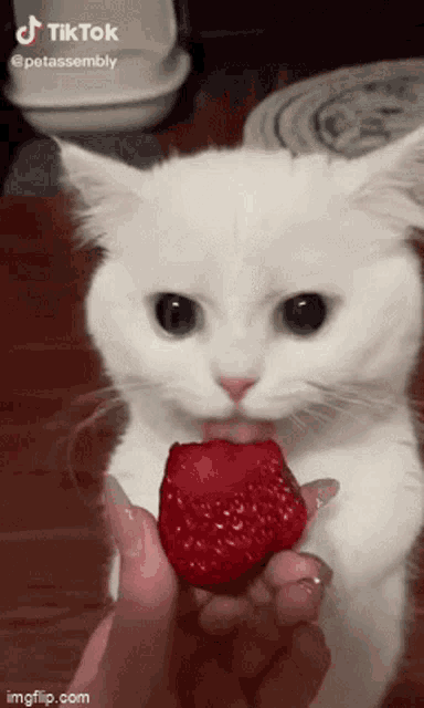 a white cat is eating a strawberry in someone 's hand .
