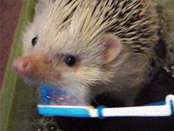a hedgehog is brushing his teeth with a blue toothbrush