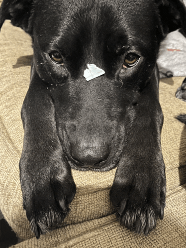 a close up of a black dog with a piece of paper on its nose