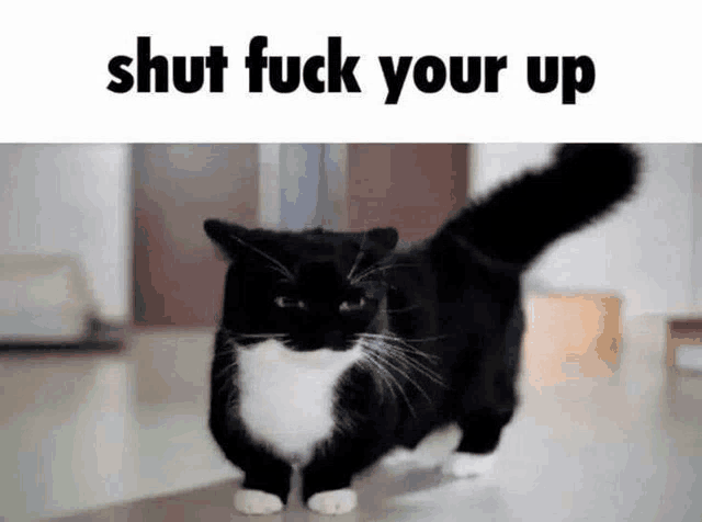 a black and white cat is walking on the floor with the words `` shut fuck your up '' written above it .