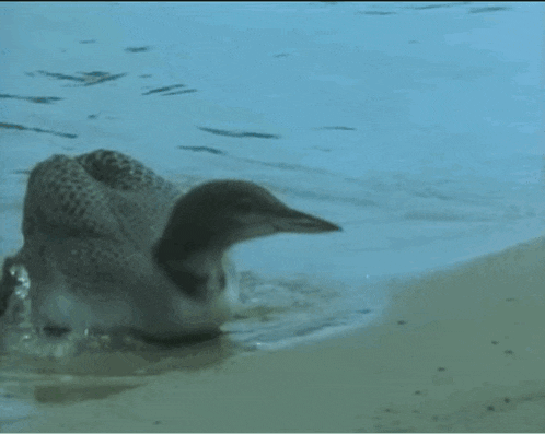a bird is sitting on the beach near a body of water