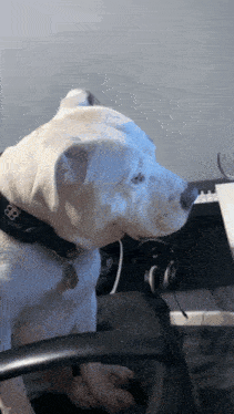 a white dog wearing a black collar with the letter b on it sits on a chair