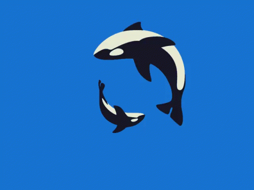 Orca Orcas GIF - Orca Orcas Babyanimal GIFs