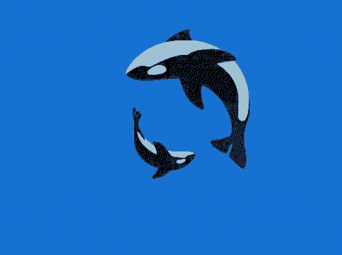 two killer whales are swimming in the blue ocean
