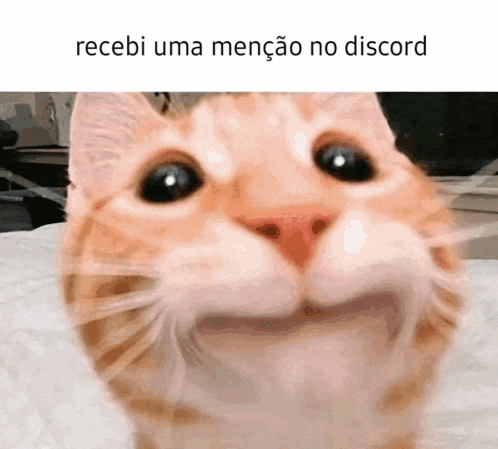a close up of a cat 's face with the words recebi uma mencao no discord above it