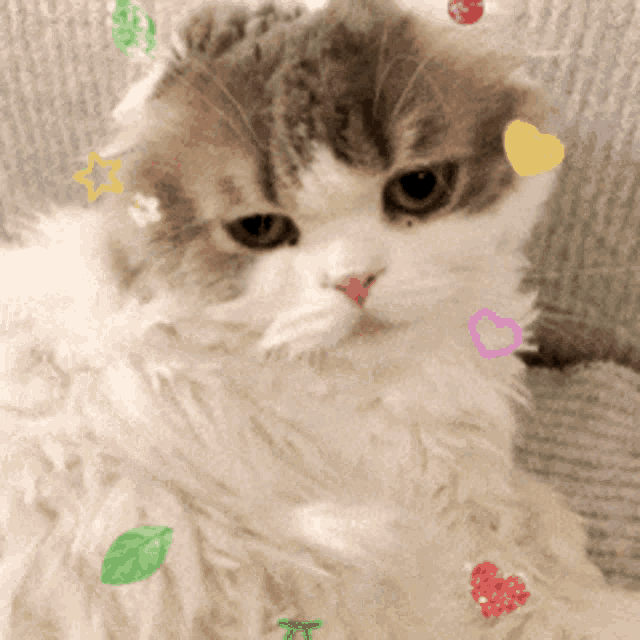 a close up of a fluffy cat with leaves and hearts on its fur