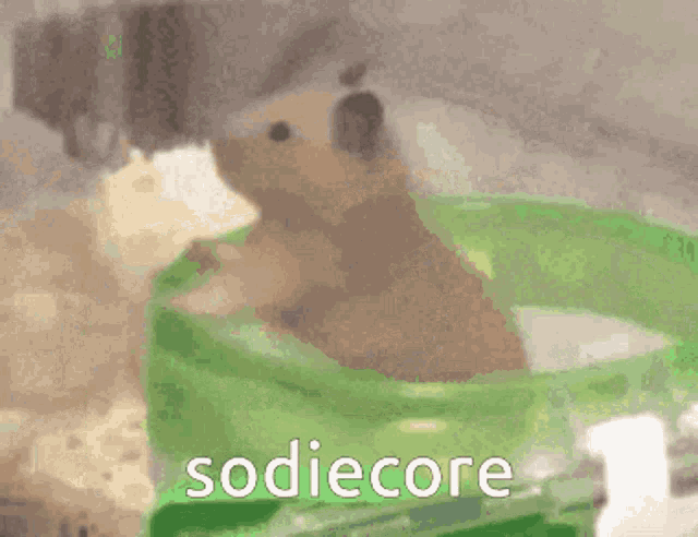 Sodie Sodiecore GIF - Sodie Sodiecore Sodie Gif GIFs