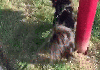 Wolfie Pees GIF - Wolfie Dog Pee GIFs