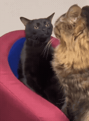 Cat Convo Cat Talking GIF - Cat Convo Cat Cat Talking GIFs