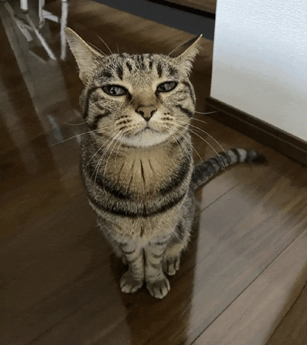 a cat sitting on a wooden floor looking up at the camera