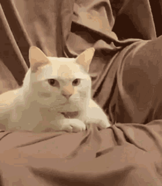 Intense Cat Dae Cat GIF - Intense Cat Dae Cat GIFs