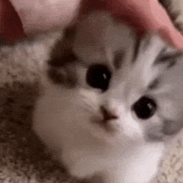 a close up of a kitten being held by a person on a carpet .